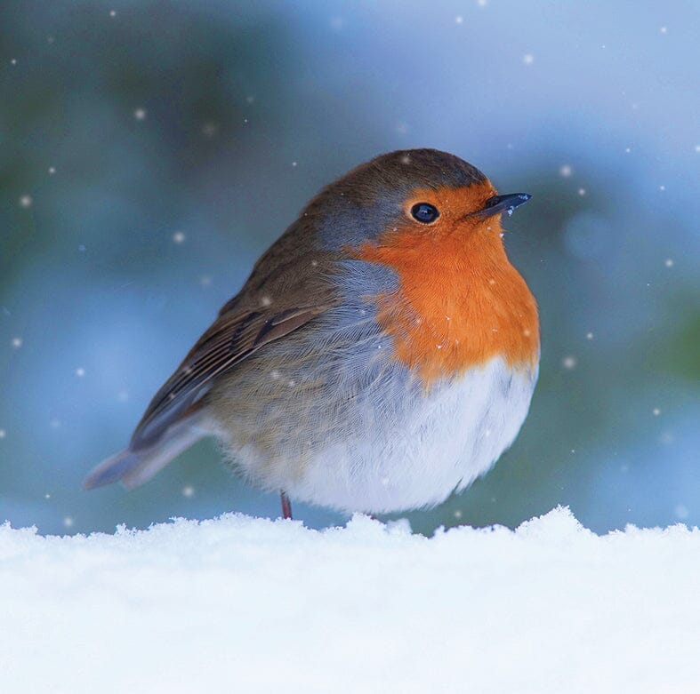 Happy Robin Christmas Cards (Pack of 10)